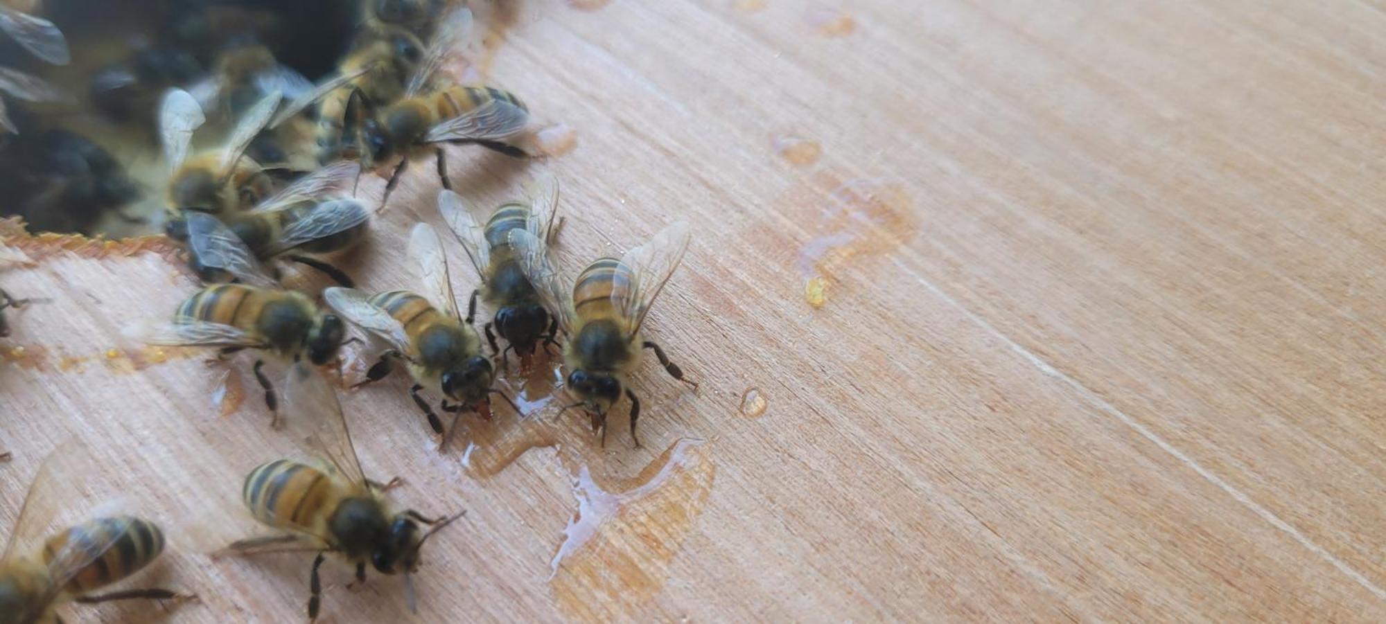 La Maison De L'Abeille De Percey Longeau-Percey Eksteriør bilde